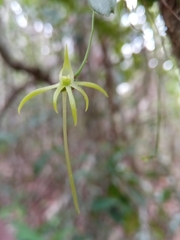 Angraecum rhynchoglossum image