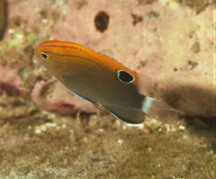 Pomacentrus bankanensis