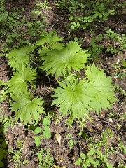 Cacaliopsis nardosmia