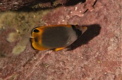Chaetodon flavirostris