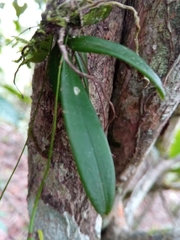 Angraecum rhynchoglossum image