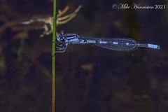 Enallagma recurvatum