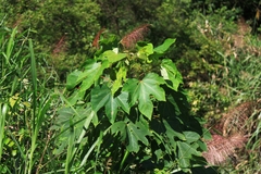 Vernicia fordii