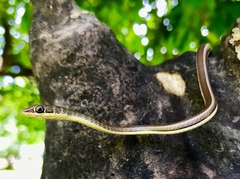 Psammophis subtaeniatus