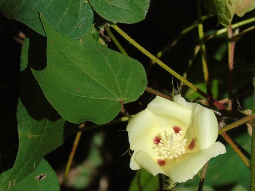 Gossypium hirsutum