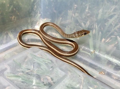 Photo of a Stripe-bellied Sand Snake (Psammophis subtaeniatus)