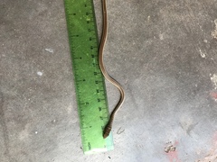 Psammophis subtaeniatus