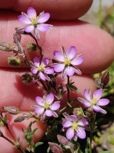 pakolenec červený (Spergularia rubra)