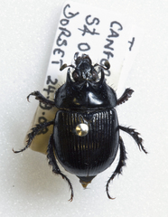 Typhaeus typhoeus