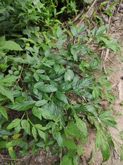 Ohwia caudata