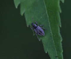 Polydrusus marginatus