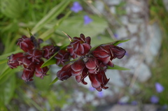 Gentiana purpurea