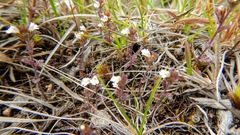 Euphrasia hudsoniana