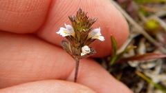 Euphrasia hudsoniana