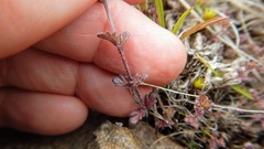 Euphrasia hudsoniana