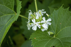 Saponaria officinalis