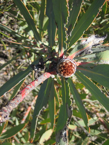 Largenut Sugarbush (Protea inopina)