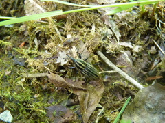 Sphenophorus costipennis