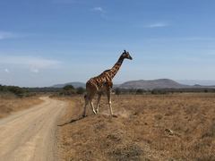 Giraffa camelopardalis rothschildi