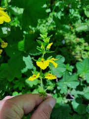 Rhynchocorys stricta