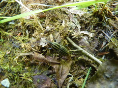 Sphenophorus costipennis