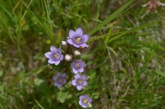 Gentianella ramosa