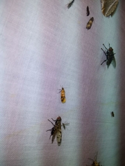 Otites formosa