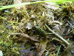 Sphenophorus costipennis