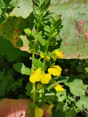 Rhynchocorys stricta