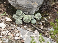 Strombocactus disciformis