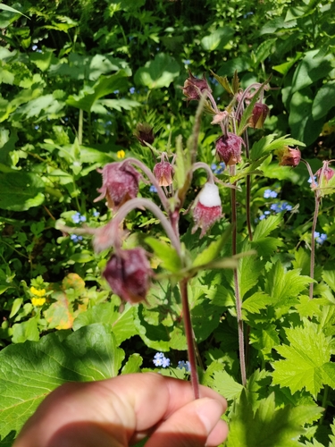 Blaženak (Geum)