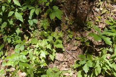 Tiarella nautila
