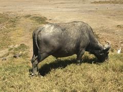 Syncerus caffer