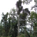 Dracaena arborea - Photo (c) Theo Damen, algunos derechos reservados (CC BY-NC), subido por Theo Damen