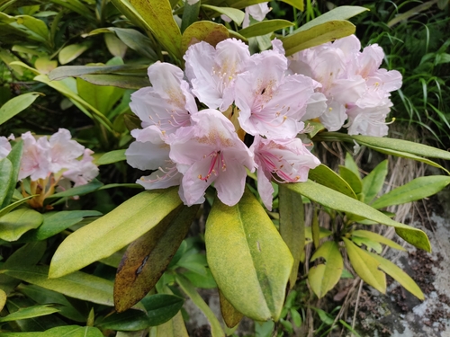 Rhododendron sochadzeae