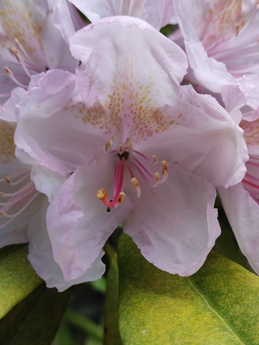 Rhododendron × sochadzeae, photograph 1
