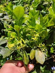 Daphne pontica
