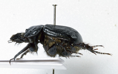 Typhaeus typhoeus