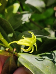 Daphne pontica