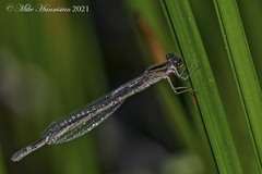 Enallagma geminatum