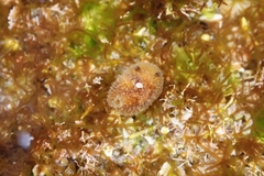 Thordisa bimaculata