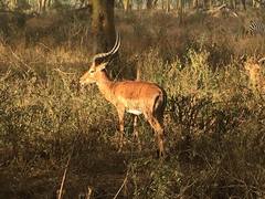 Aepyceros melampus melampus