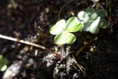 Oxalis truncatula