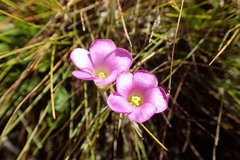 Oxalis truncatula