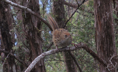 Poodytes punctatus punctatus