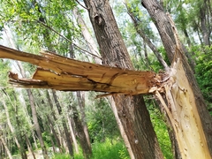 Mesosa curculionoides