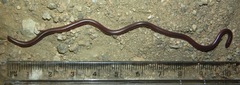 Rena humilis humilis