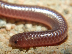Rena humilis humilis