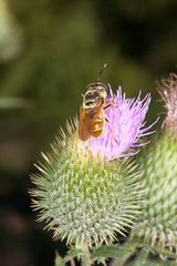 Callicera aurata