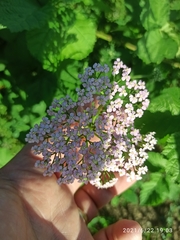Achillea nobilis